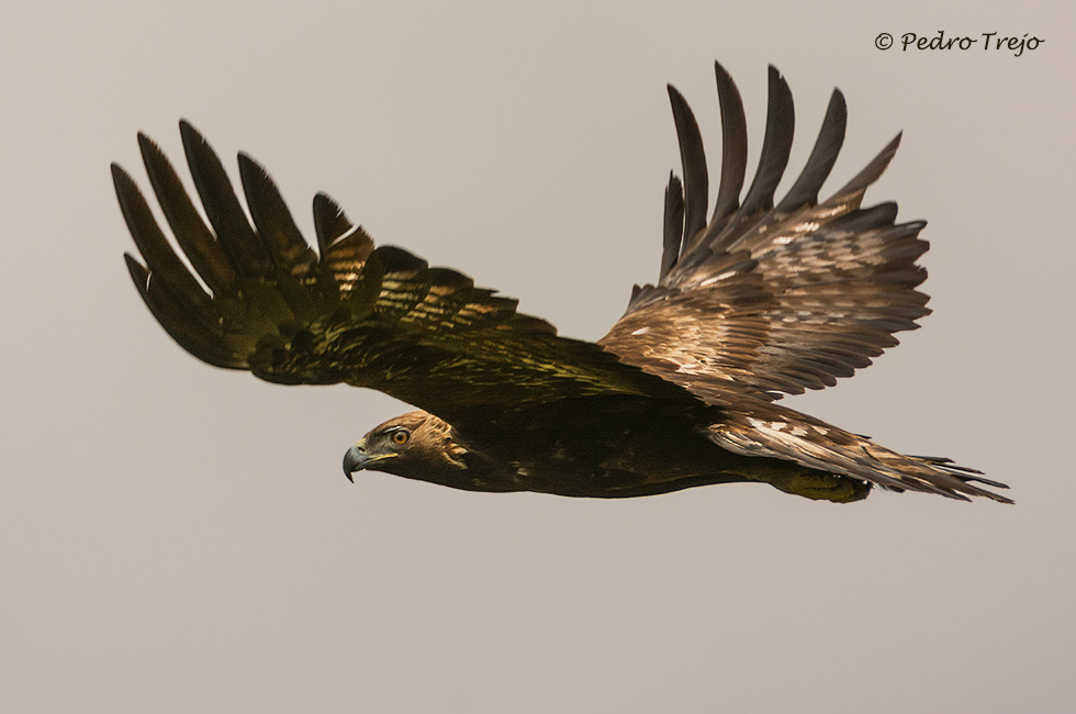 Aguila real (Aguila chrysaetos)